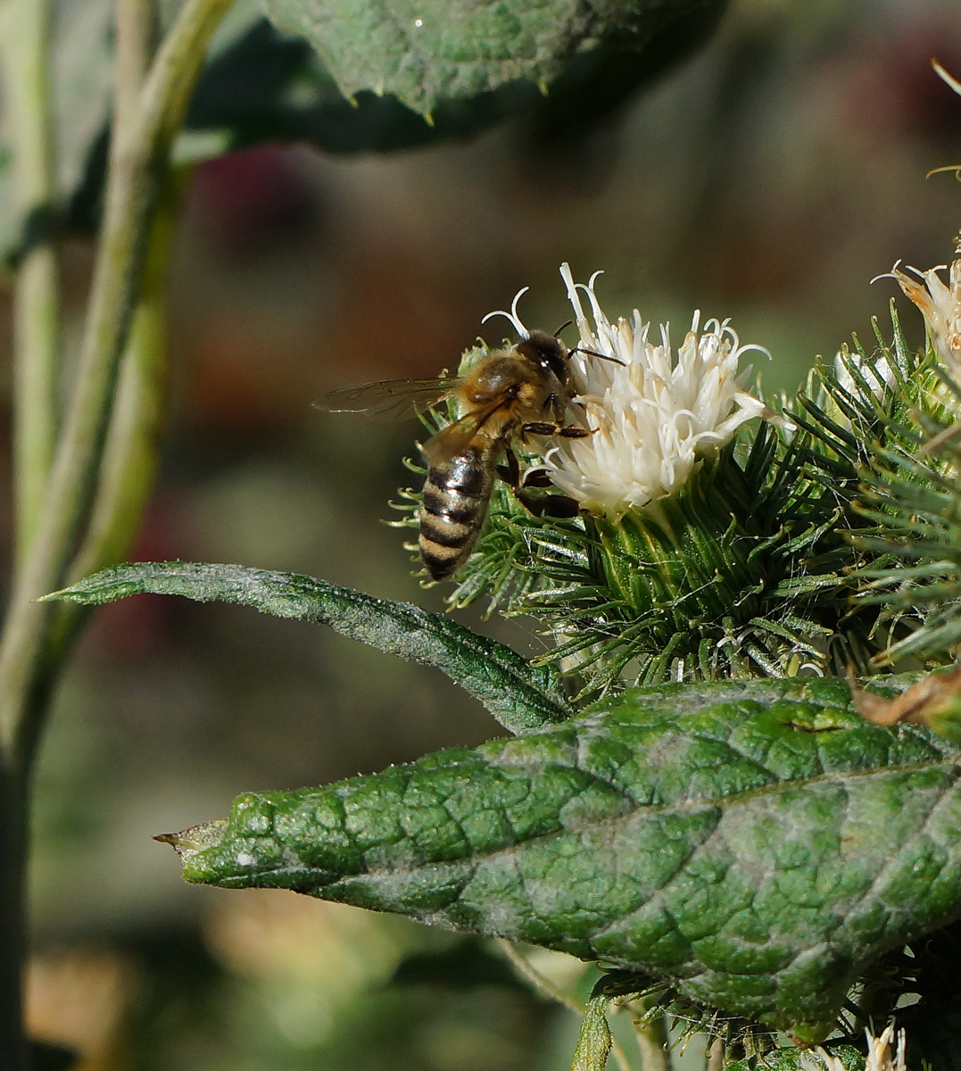 Изображение особи Arctium tomentosum.