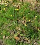 Lapsana communis