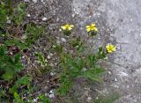 Potentilla astracanica. Цветущее растение. Воронежская обл., Лискинский р-н, музей-заповедник \"Дивногорье\", меловой склон. 01.06.2019.