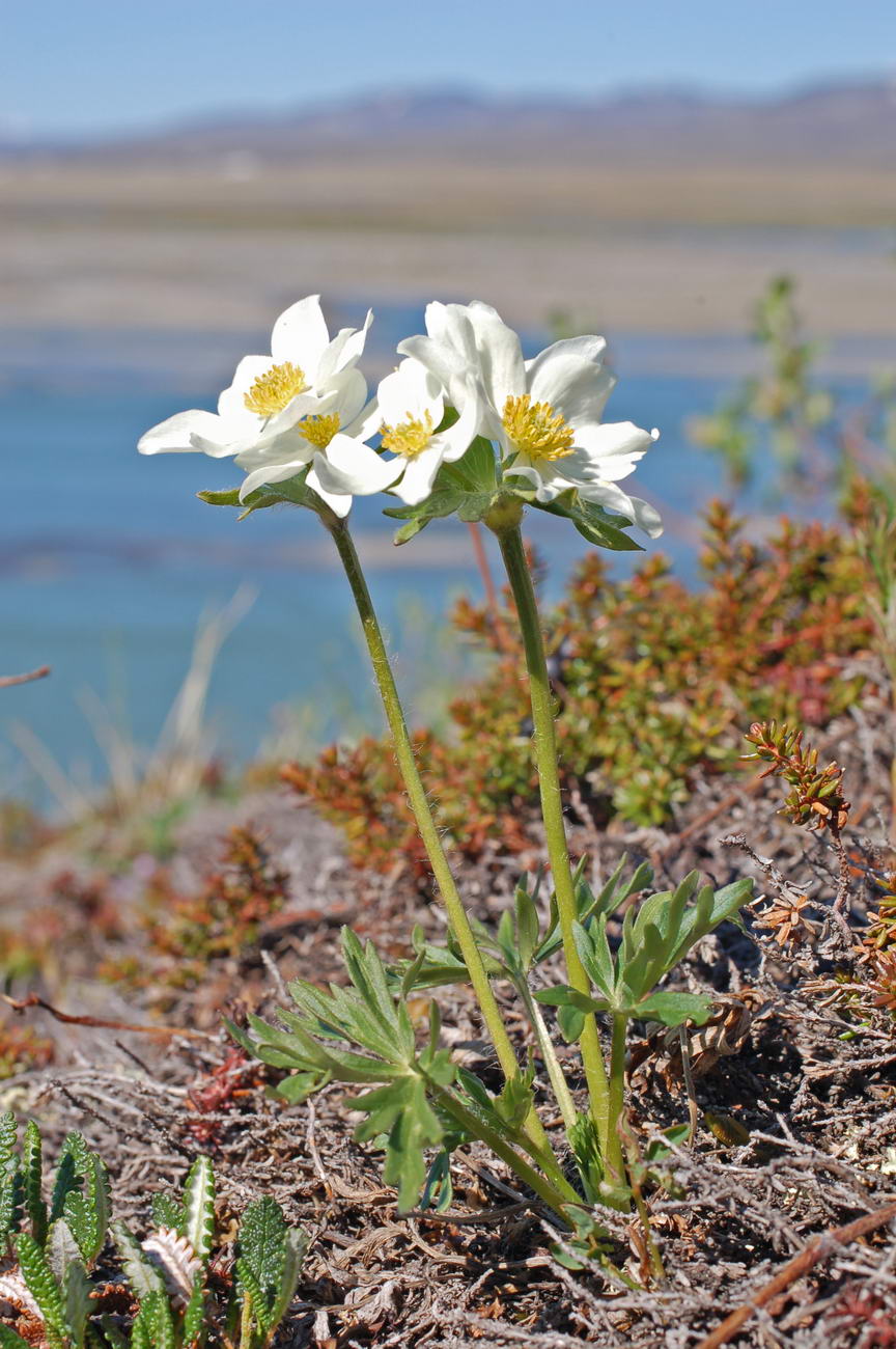 Изображение особи Anemonastrum sibiricum.