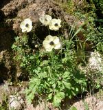 Ranunculus asiaticus