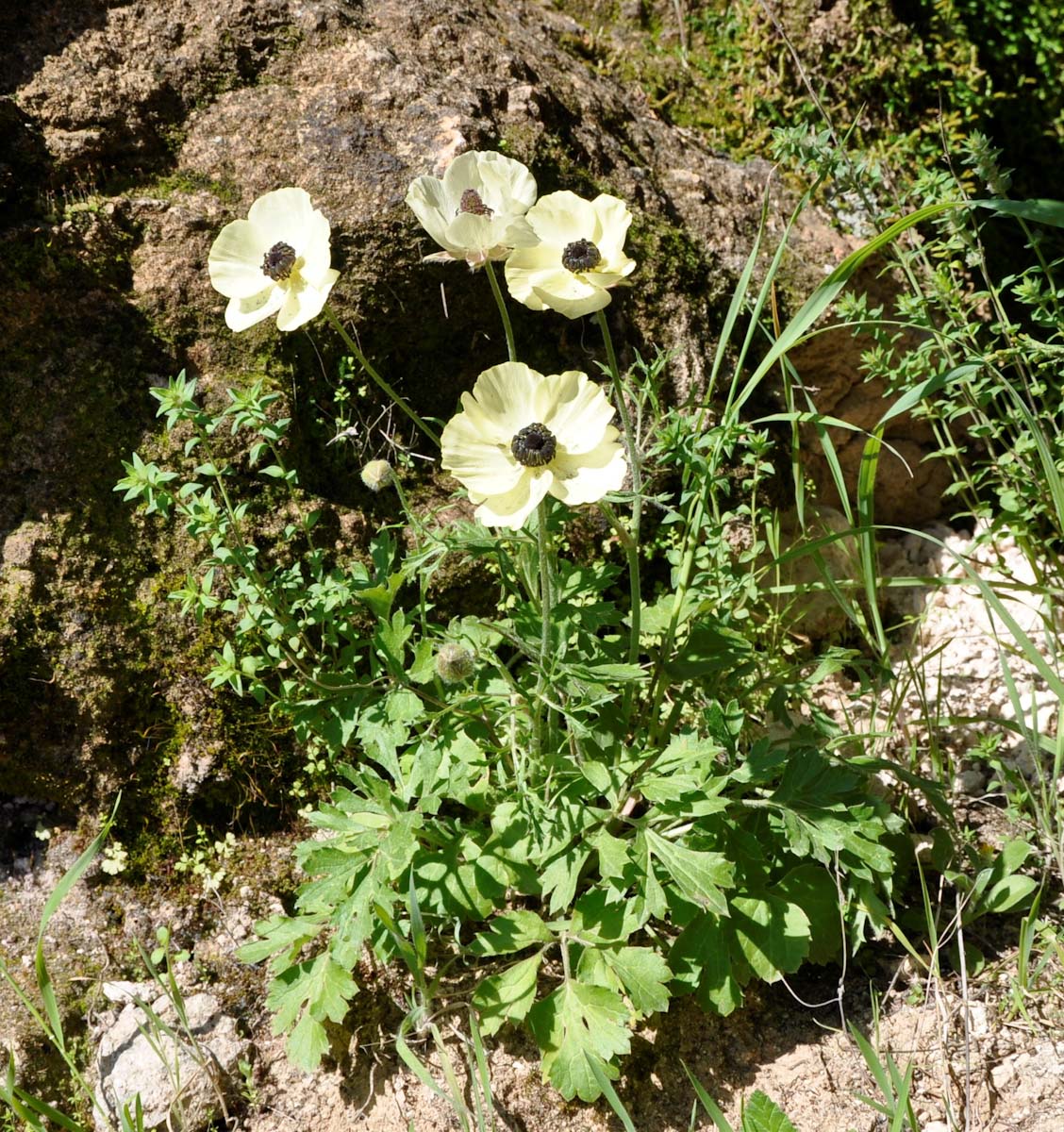 Image of Ranunculus asiaticus specimen.