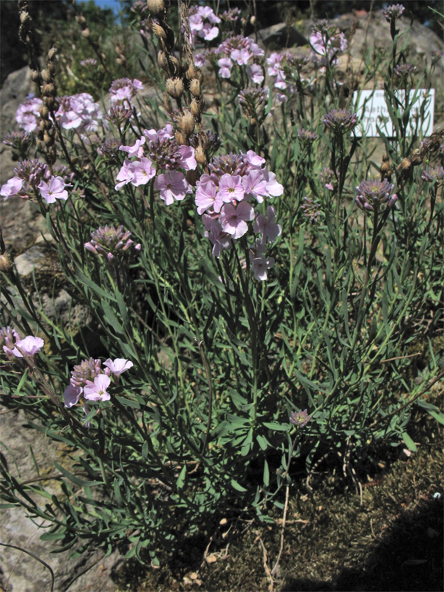 Image of Aethionema thomasianum specimen.