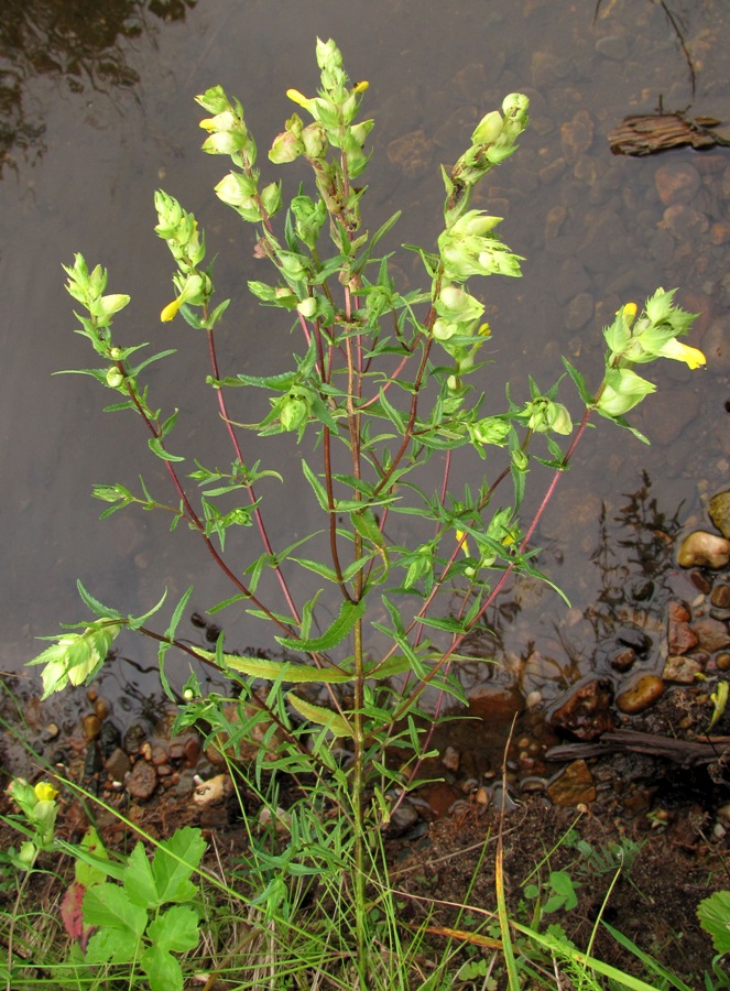 Изображение особи Rhinanthus serotinus.