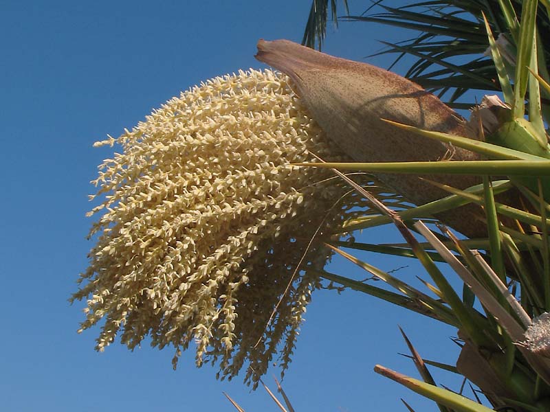 Image of genus Phoenix specimen.