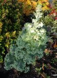 Brassica variety viridis