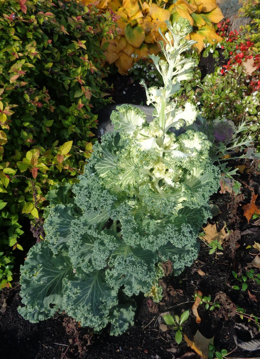 Изображение особи Brassica oleracea var. viridis.