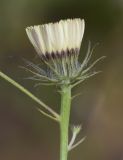 Tolpis umbellata