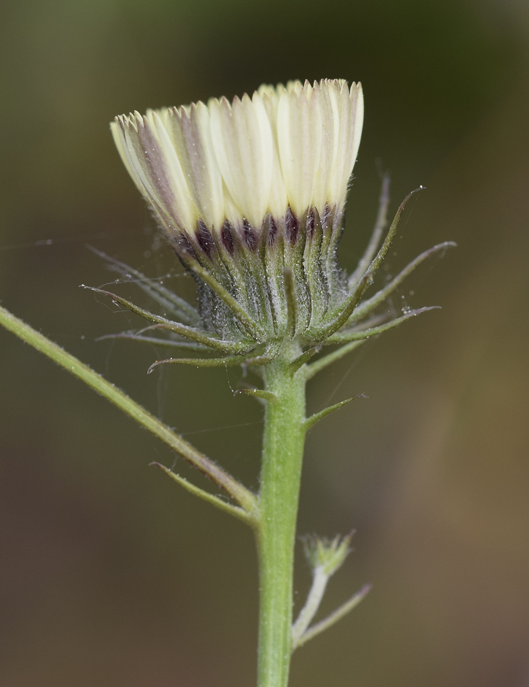 Изображение особи Tolpis umbellata.