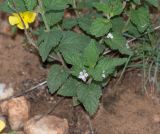 Lantana angolensis
