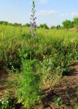 Delphinium ajacis
