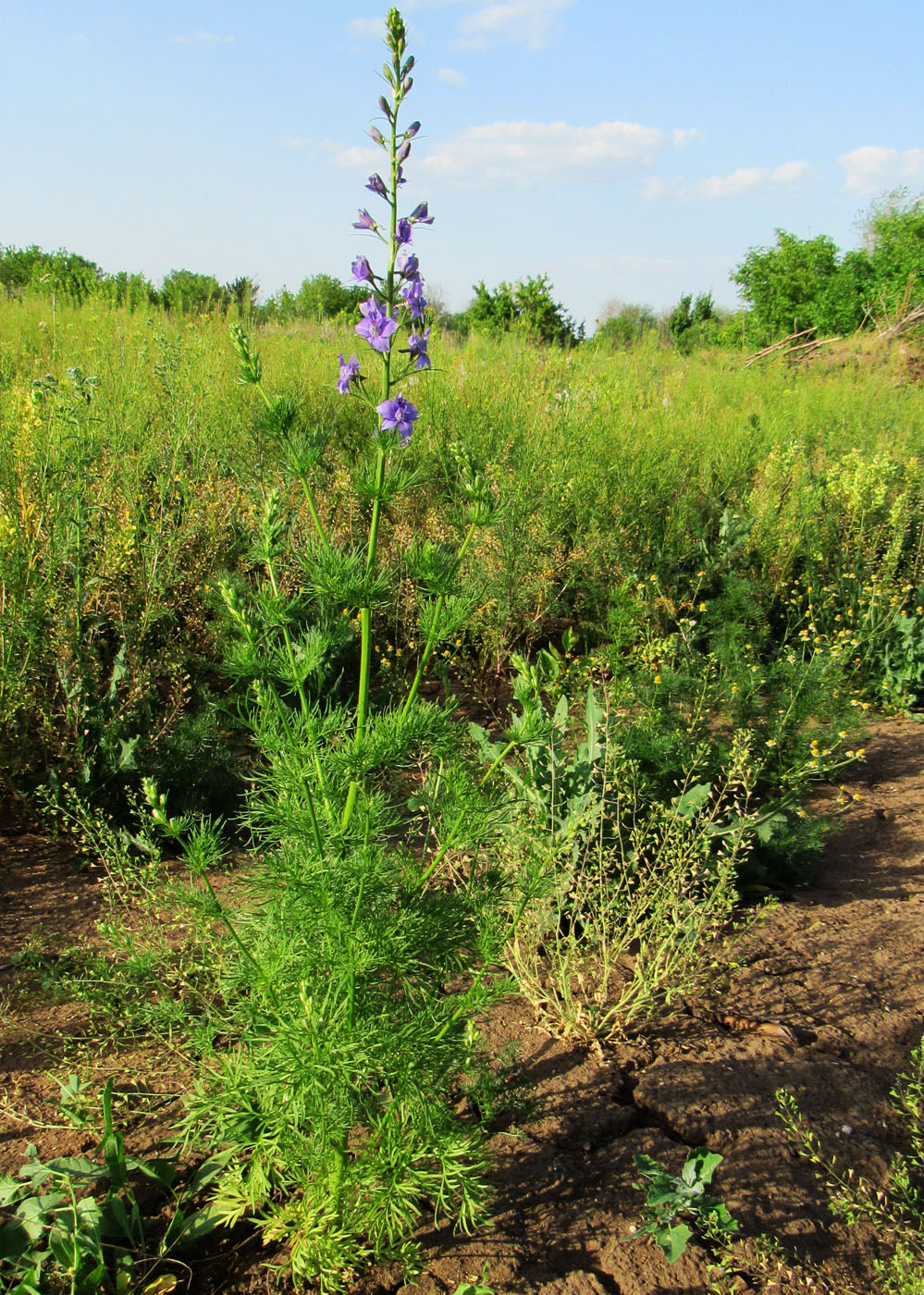 Image of Delphinium ajacis specimen.