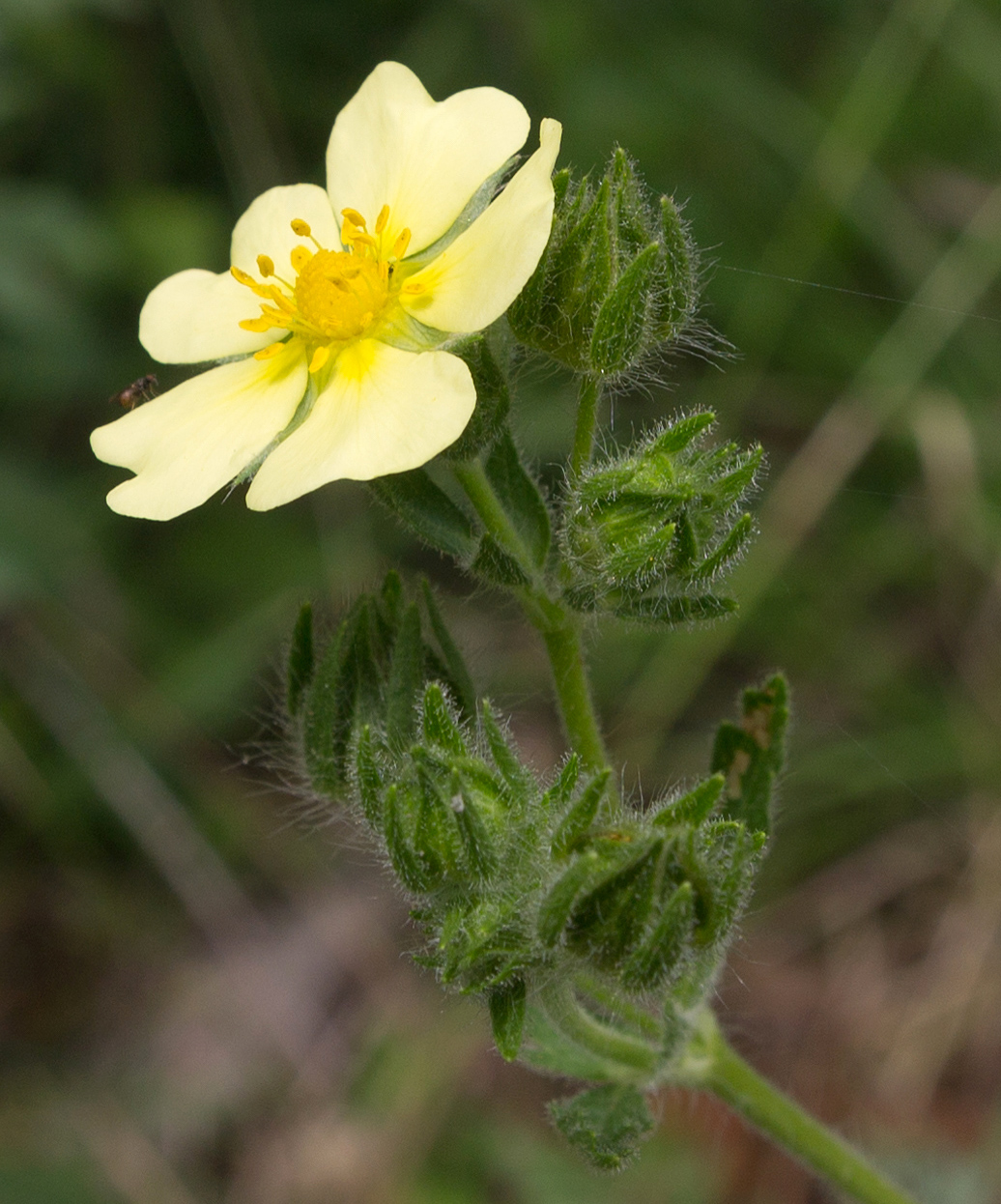 Image of Potentilla astracanica specimen.