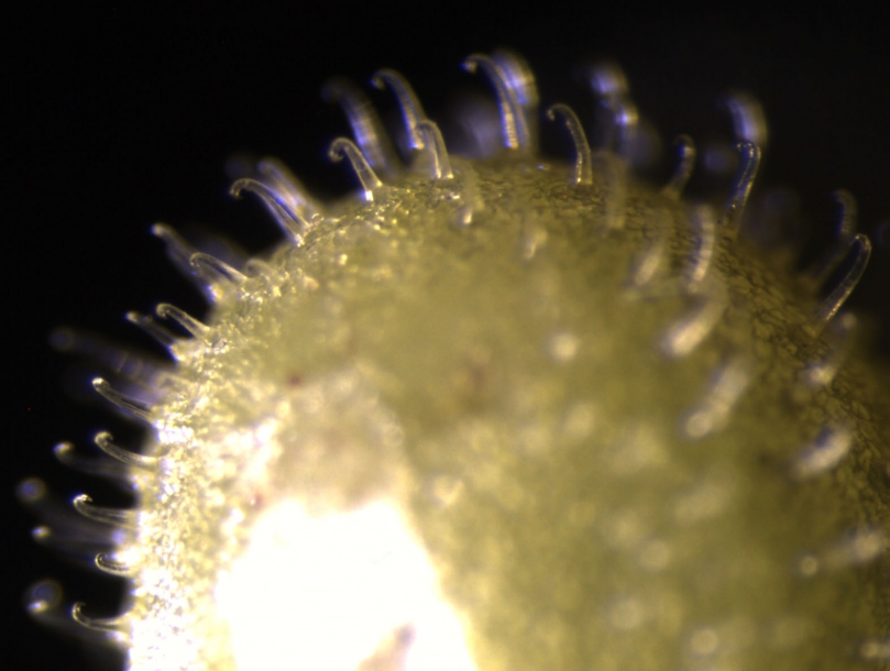 Image of Galium vaillantii specimen.