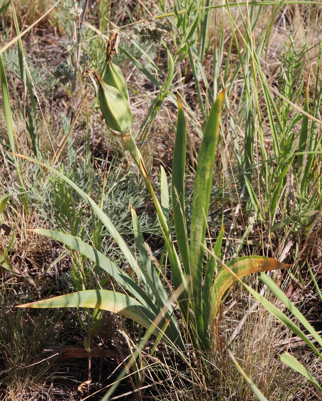 Изображение особи Iris halophila.