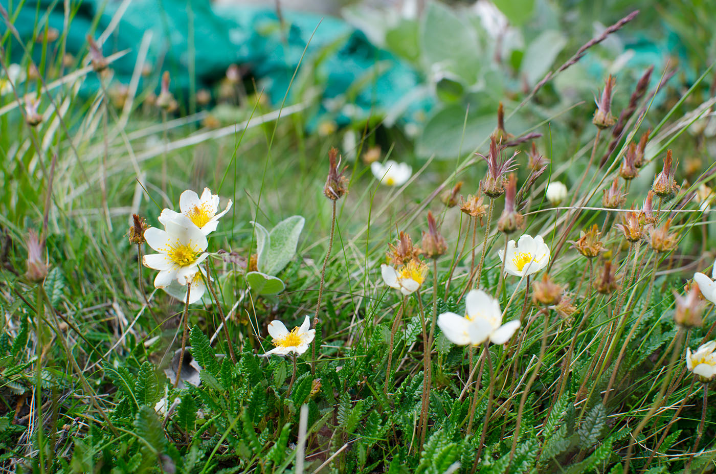 Image of Dryas octopetala specimen.