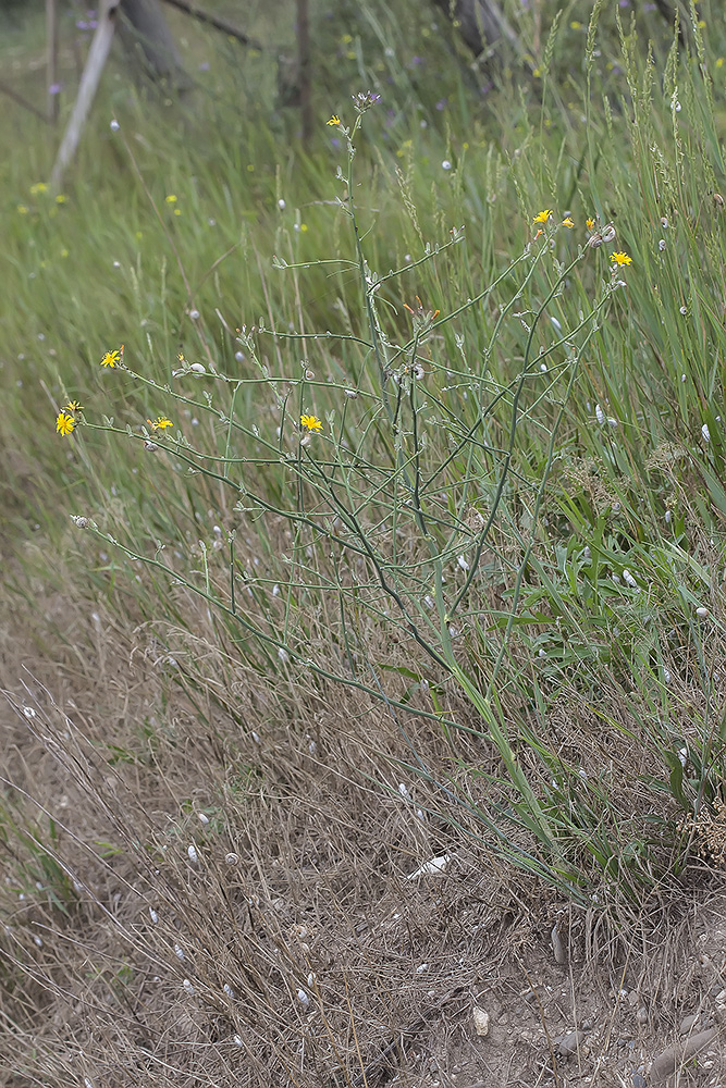 Изображение особи Chondrilla juncea.