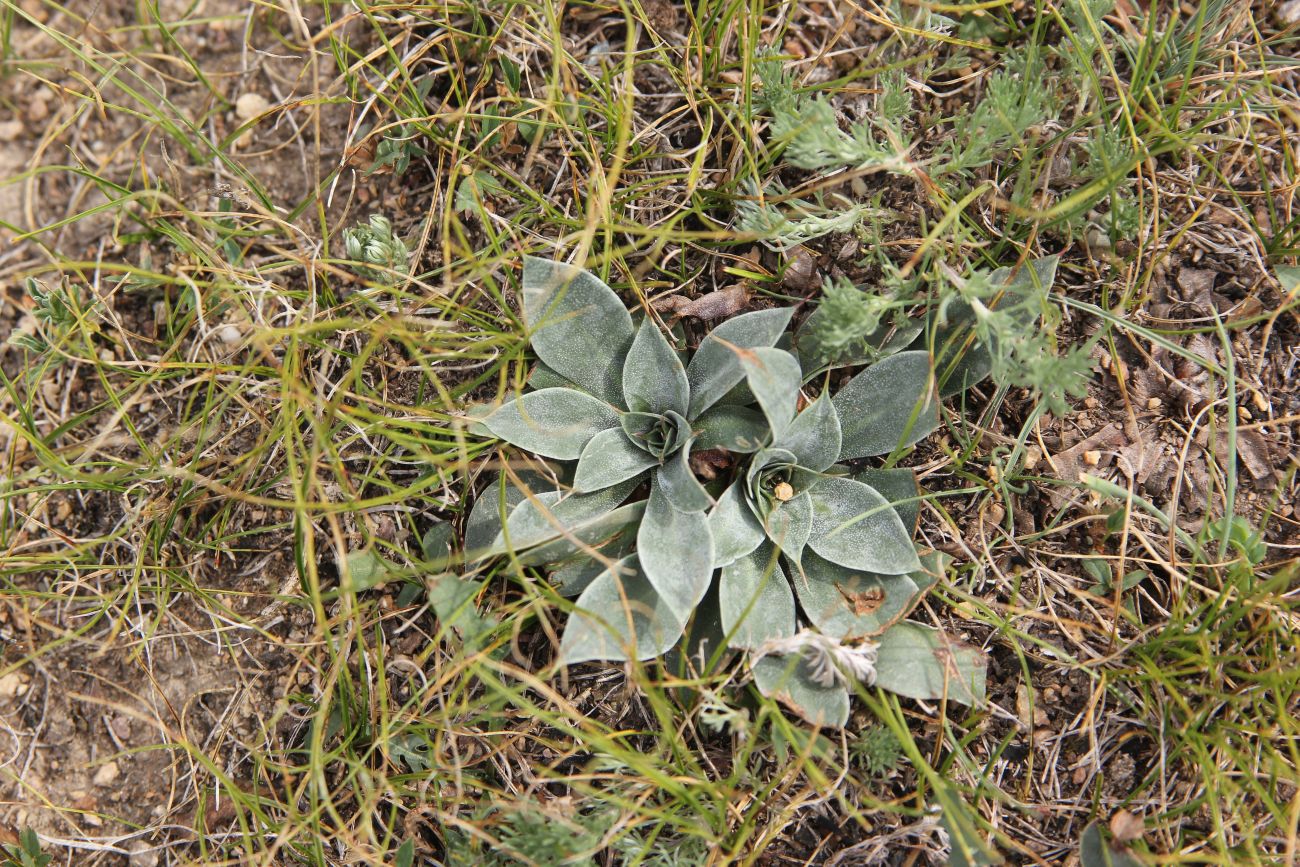 Изображение особи Goniolimon speciosum.