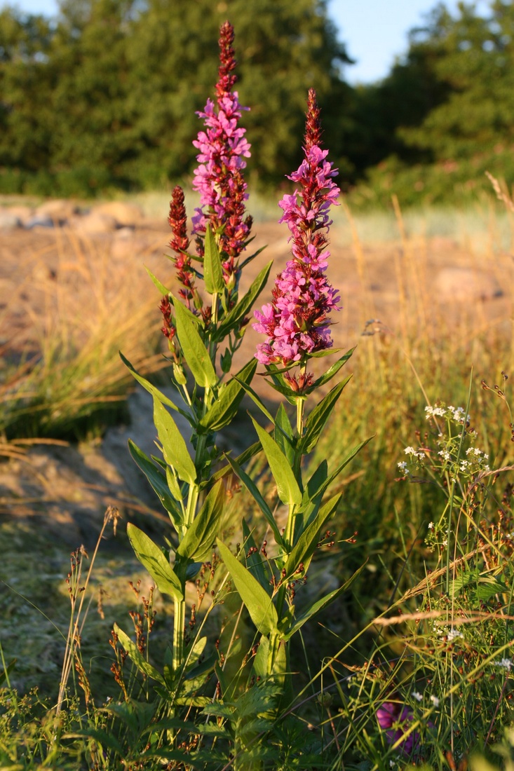 Image of Lythrum intermedium specimen.