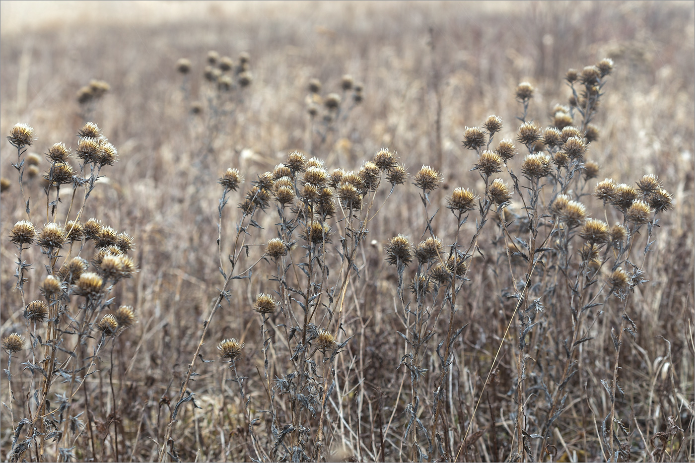 Изображение особи Carlina fennica.