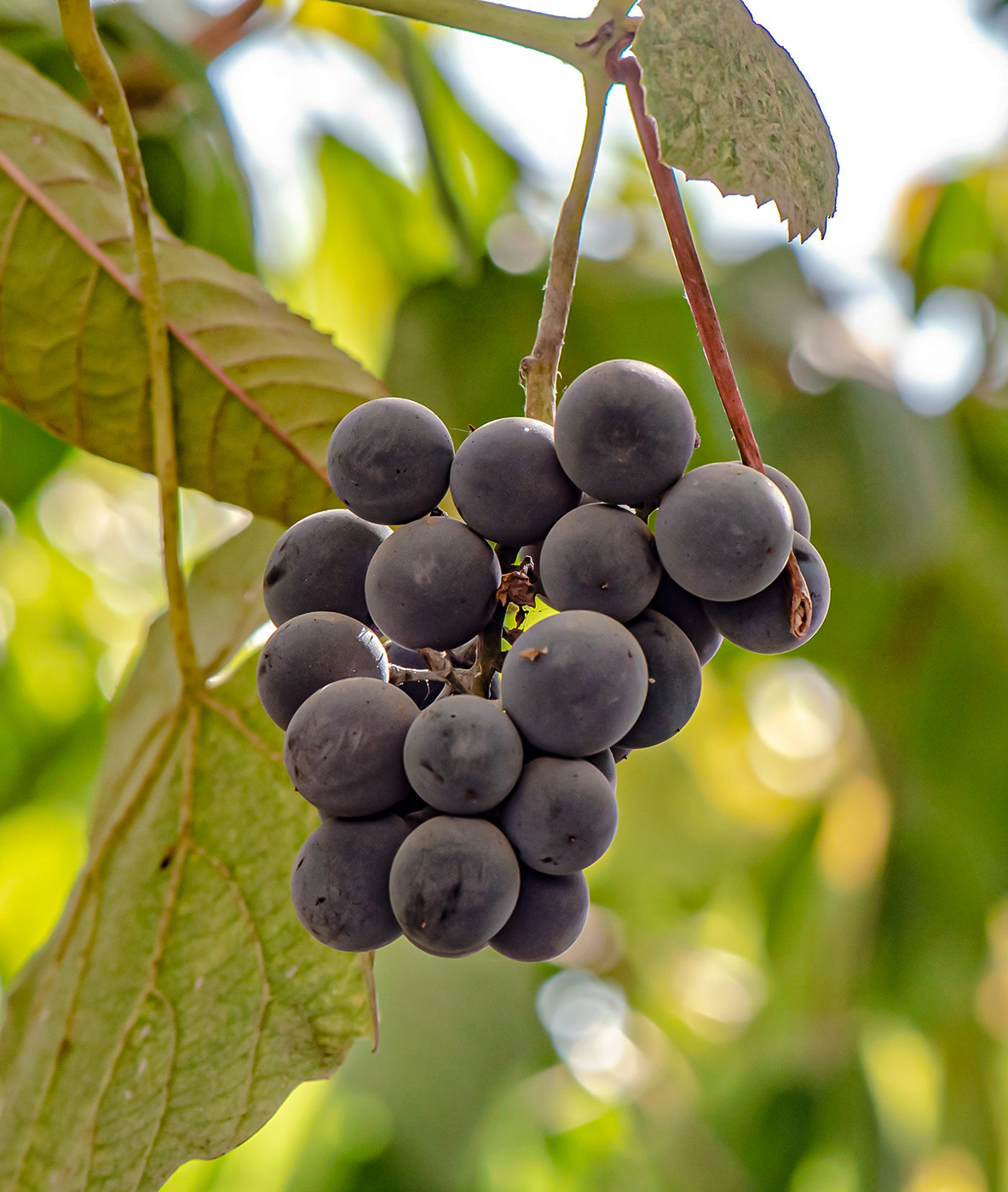 Image of Vitis labrusca specimen.