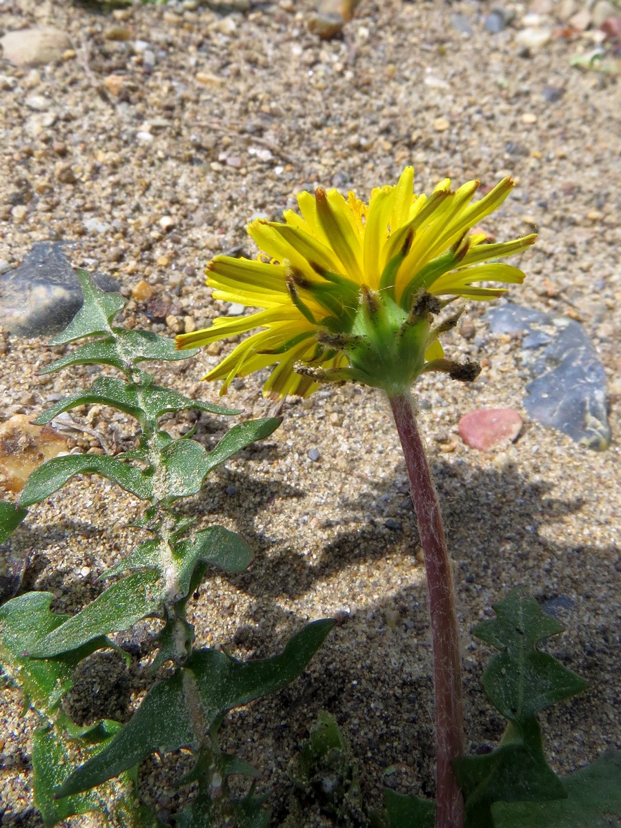 Image of Taraxacum krasnikovii specimen.