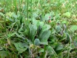 Bellis perennis