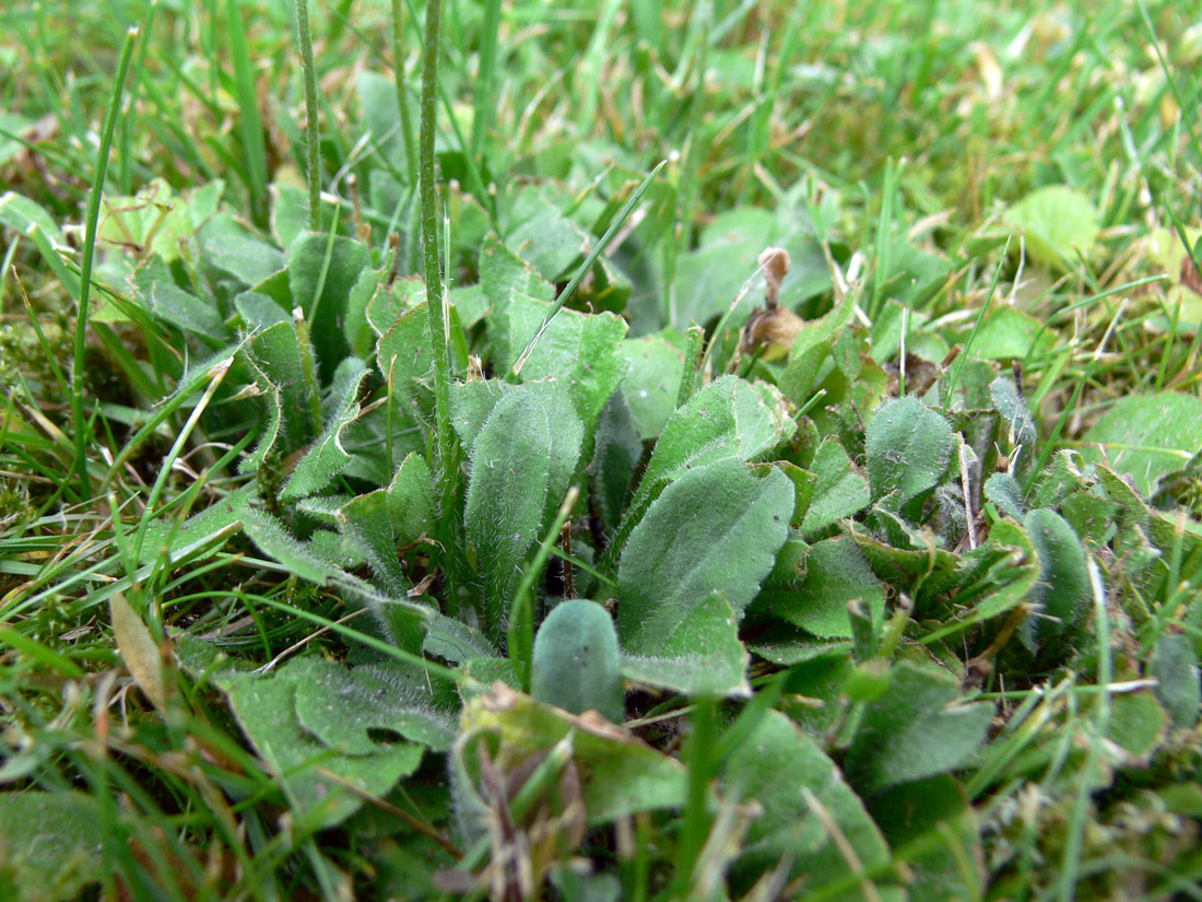 Image of Bellis perennis specimen.