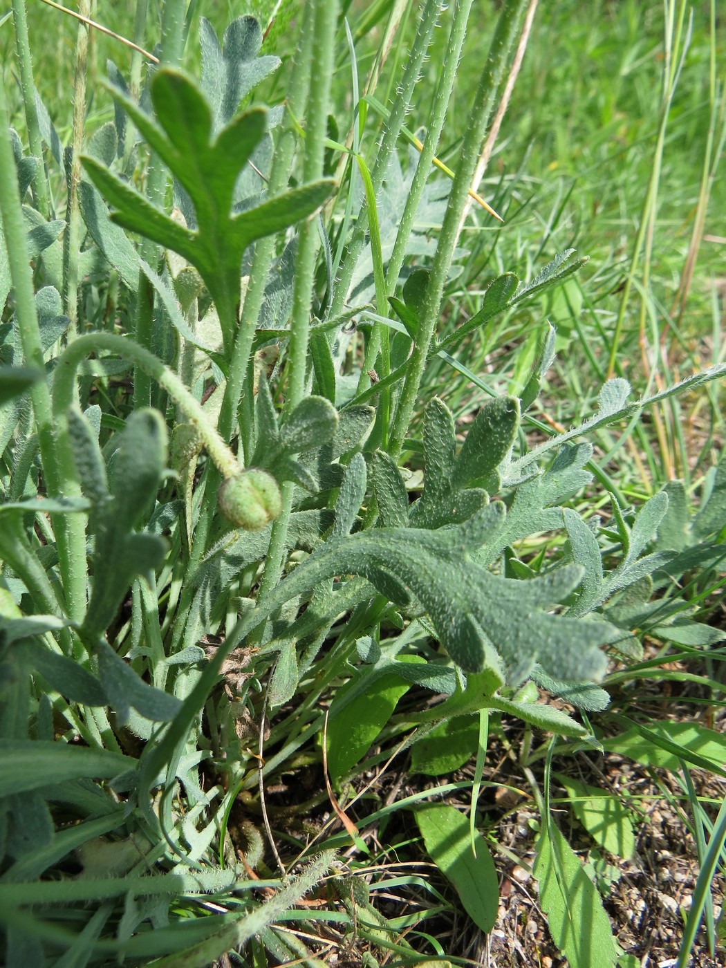 Изображение особи Papaver chakassicum.