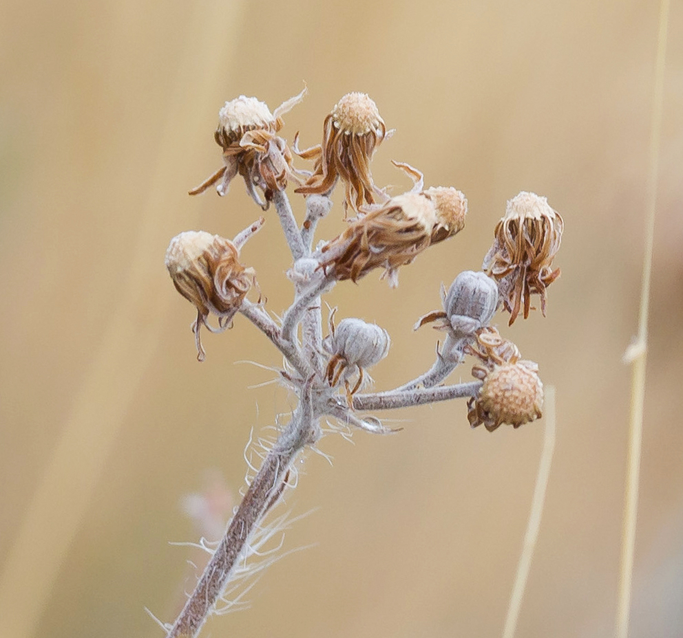 Image of genus Pilosella specimen.