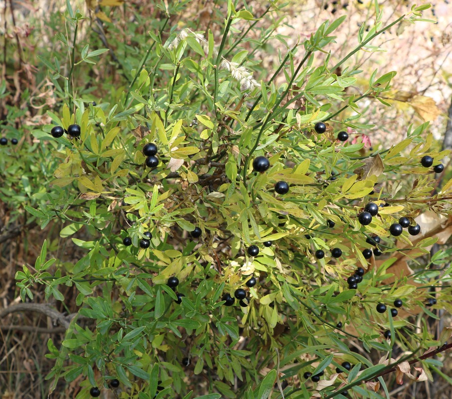 Image of Jasminum fruticans specimen.