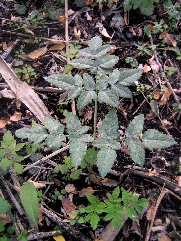 Image of genus Angelica specimen.