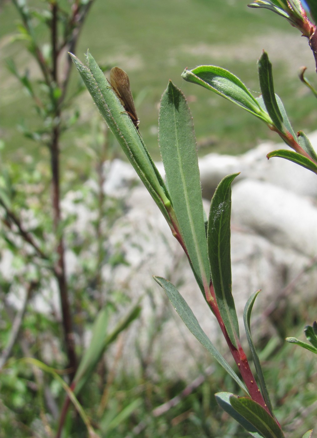 Image of Salix elbursensis specimen.