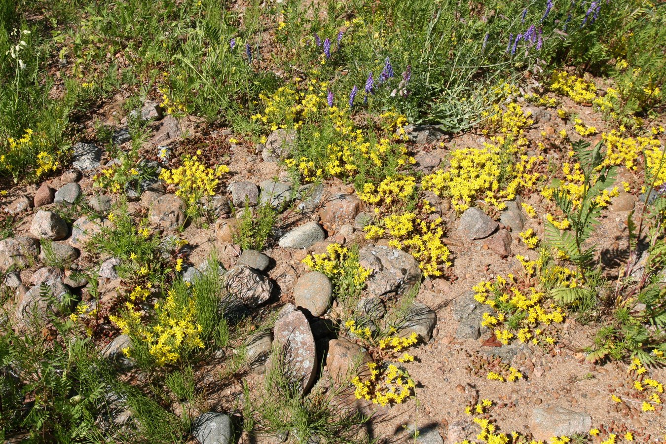 Изображение особи Sedum acre.