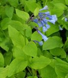 Mertensia virginica