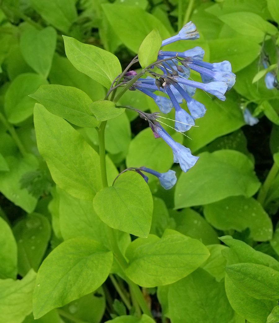 Изображение особи Mertensia virginica.