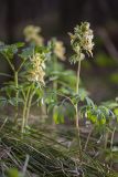 Corydalis bracteata