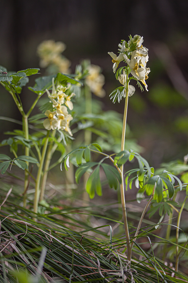 Изображение особи Corydalis bracteata.