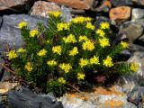 Rhodiola quadrifida