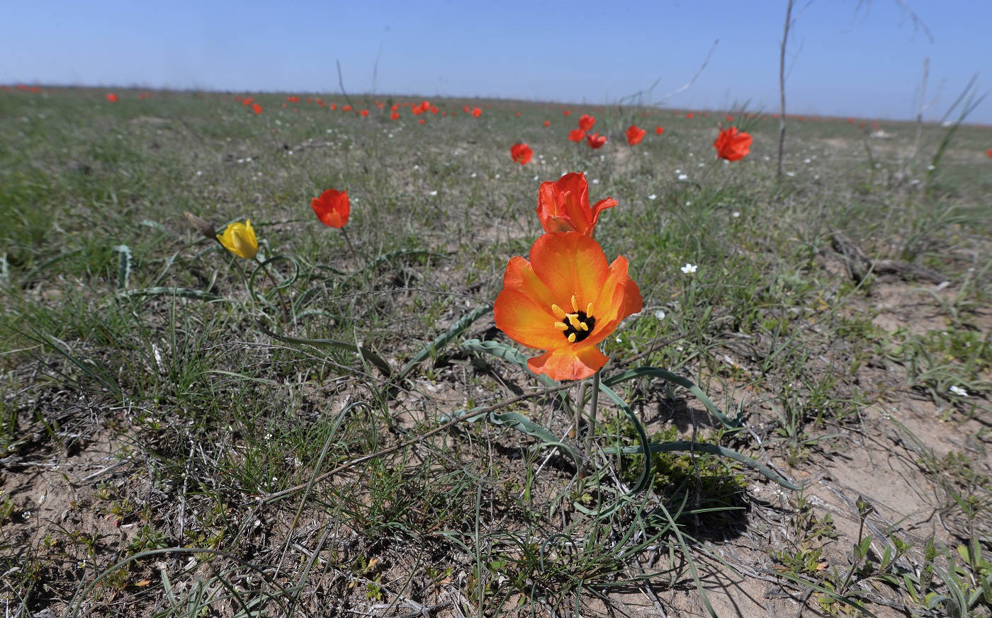 Изображение особи Tulipa korolkowii.