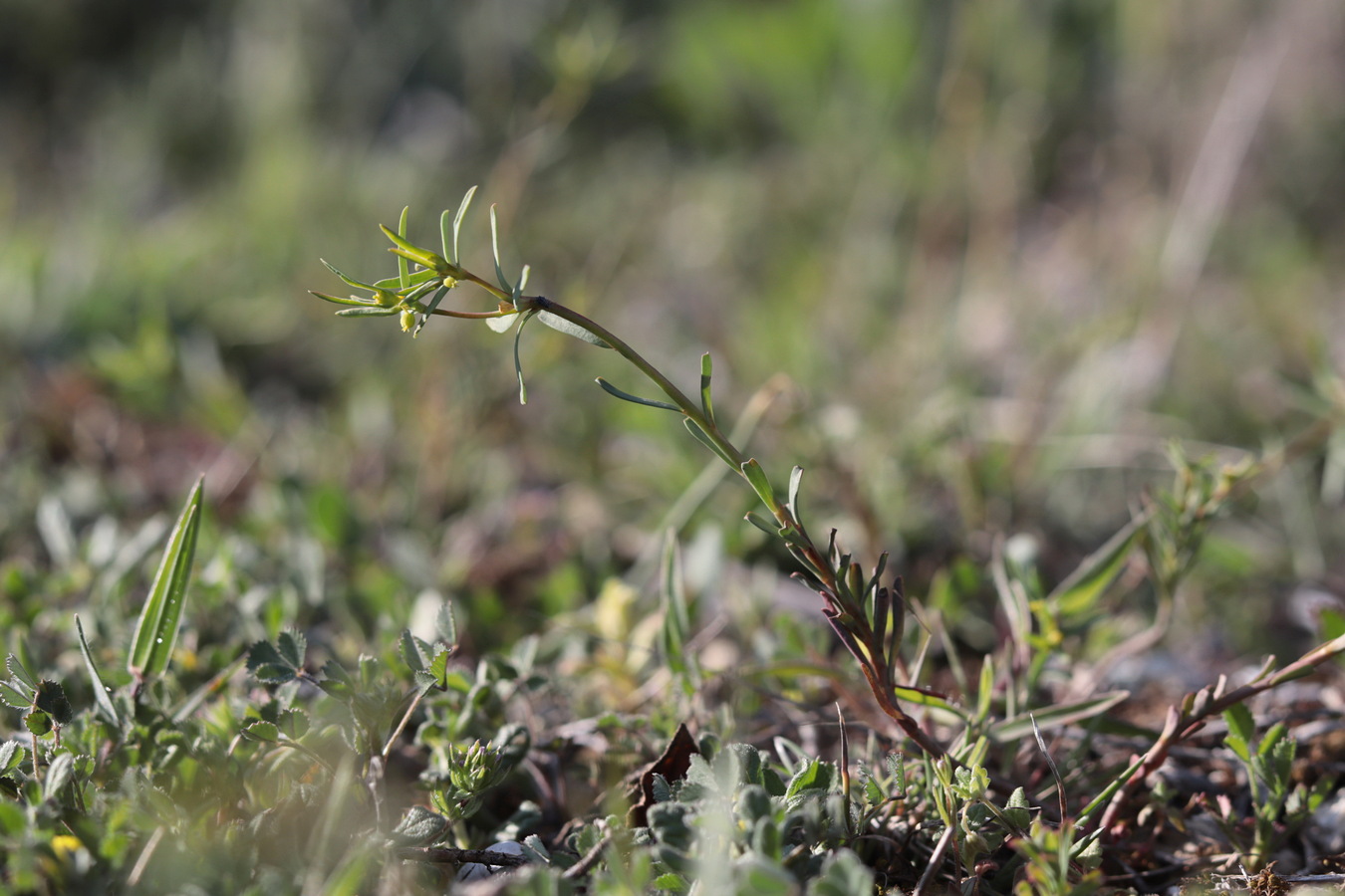 Image of Euphorbia ledebourii specimen.