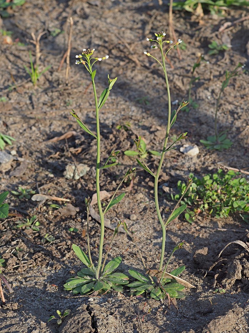 Image of Arabidopsis thaliana specimen.