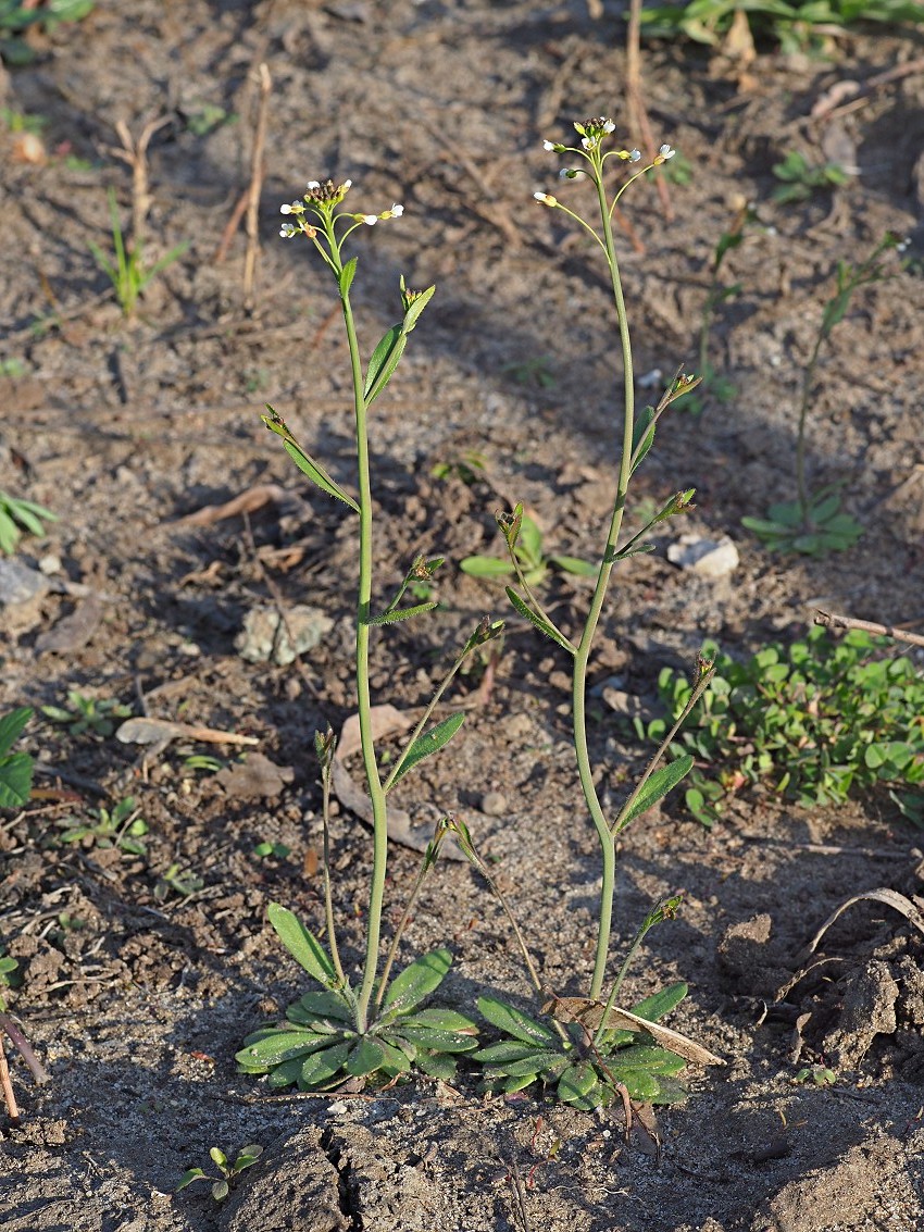 Изображение особи Arabidopsis thaliana.