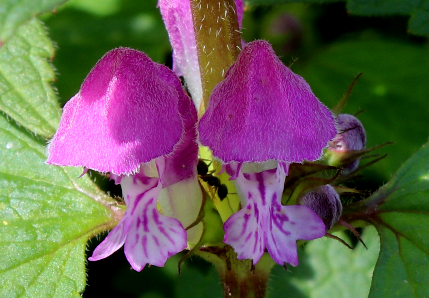 Изображение особи Lamium maculatum.