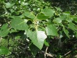 Populus berkarensis