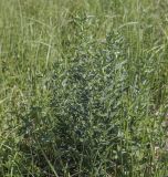 Lithospermum officinale