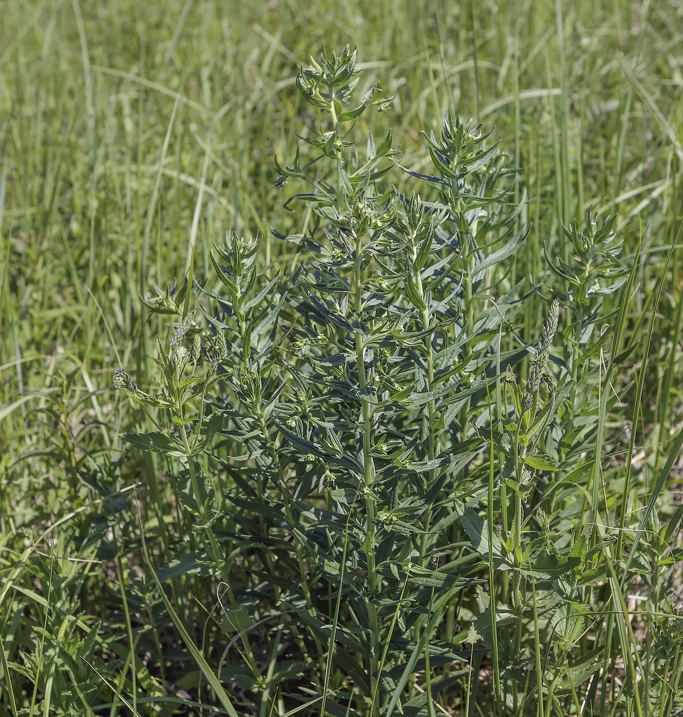 Изображение особи Lithospermum officinale.