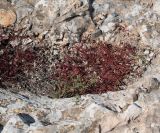 Sedum microcarpum