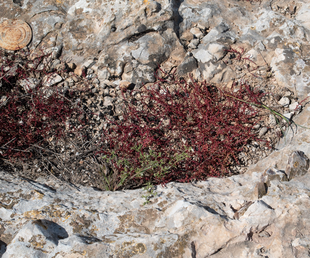 Image of Sedum microcarpum specimen.