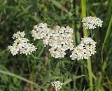 Achillea salicifolia